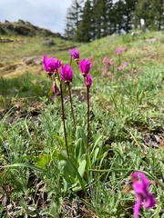 Dodecatheon