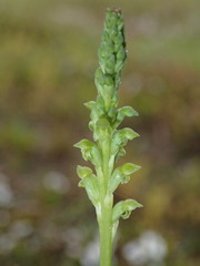 Microtis unifolia
