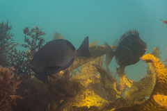 Prionurus maculatus