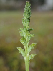 Microtis unifolia