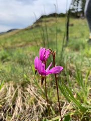 Dodecatheon
