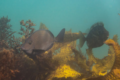 Prionurus maculatus