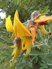 Crotalaria capensis
