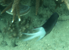 Acanthochromis polyacanthus