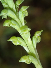 Microtis unifolia