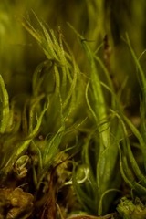 Dicranum groenlandicum