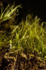 Dicranum groenlandicum
