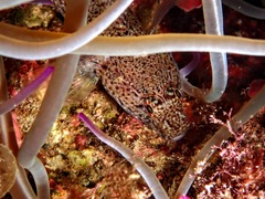 Gobius incognitus