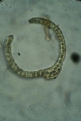 Dicranum groenlandicum