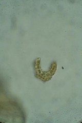 Dicranum groenlandicum
