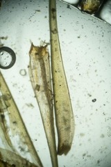 Dicranum groenlandicum