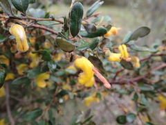 Grevillea chrysophaea