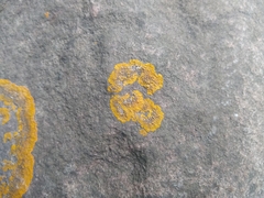 Xanthoria parietina