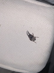 Larinioides cornutus