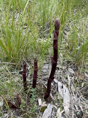 Dipodium roseum