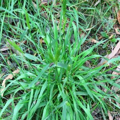 Anthoxanthum odoratum