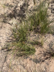 Moraea inconspicua