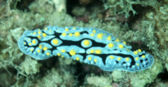 Phyllidia coelestis