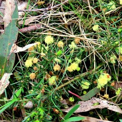 Acacia aculeatissima