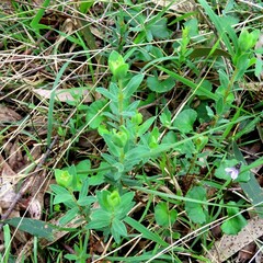 Hypericum gramineum
