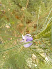 Psoralea floccosa