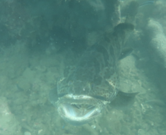Epinephelus coioides