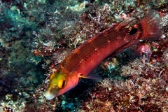 Symphodus mediterraneus