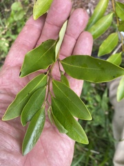 Diospyros australis