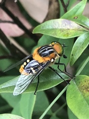 Scaptia