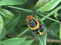 Scaptia