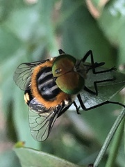 Scaptia