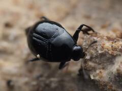 Scaphidium