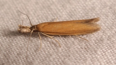 Pleurota planella