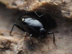 Scaphidium