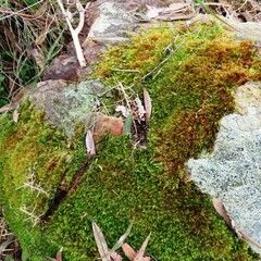 Sematophyllum