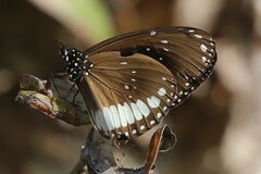 Euploea eichhorni