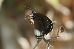 Euploea eichhorni