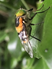 Scaptia