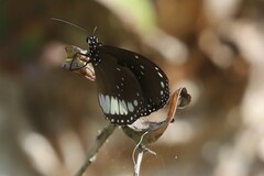 Euploea eichhorni