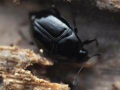 Scaphidium
