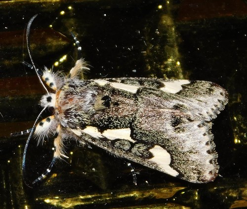 Syfanoidea