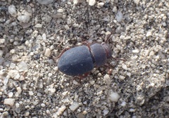 Tenebrionidae
