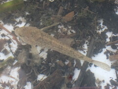 Cottus cognatus