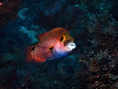 Symphodus mediterraneus