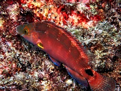Symphodus mediterraneus