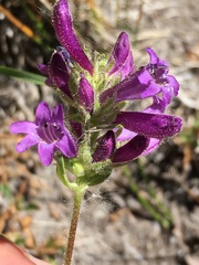 Penstemon heterodoxus