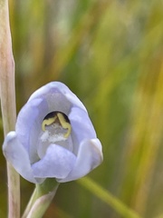 Thelymitra pallidiflora