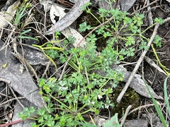 Hydrocotyle foveolata