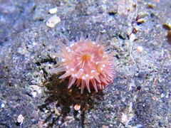 Epiactis prolifera