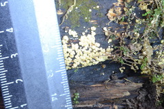 Trichoderma gelatinosum